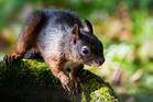 Eichhörnchen