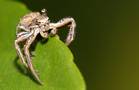 Krabbenspinne