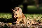 Opossum