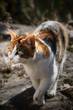 Hauskatze