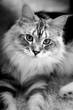 Maincoon