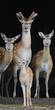 Rehe