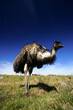 Emu