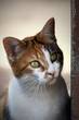 Hauskatze