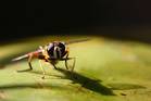 Schwebfliege