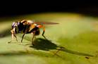 Schwebfliege