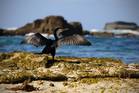 Kormoran