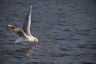 Möwe