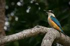 Australischer Kingfisher
